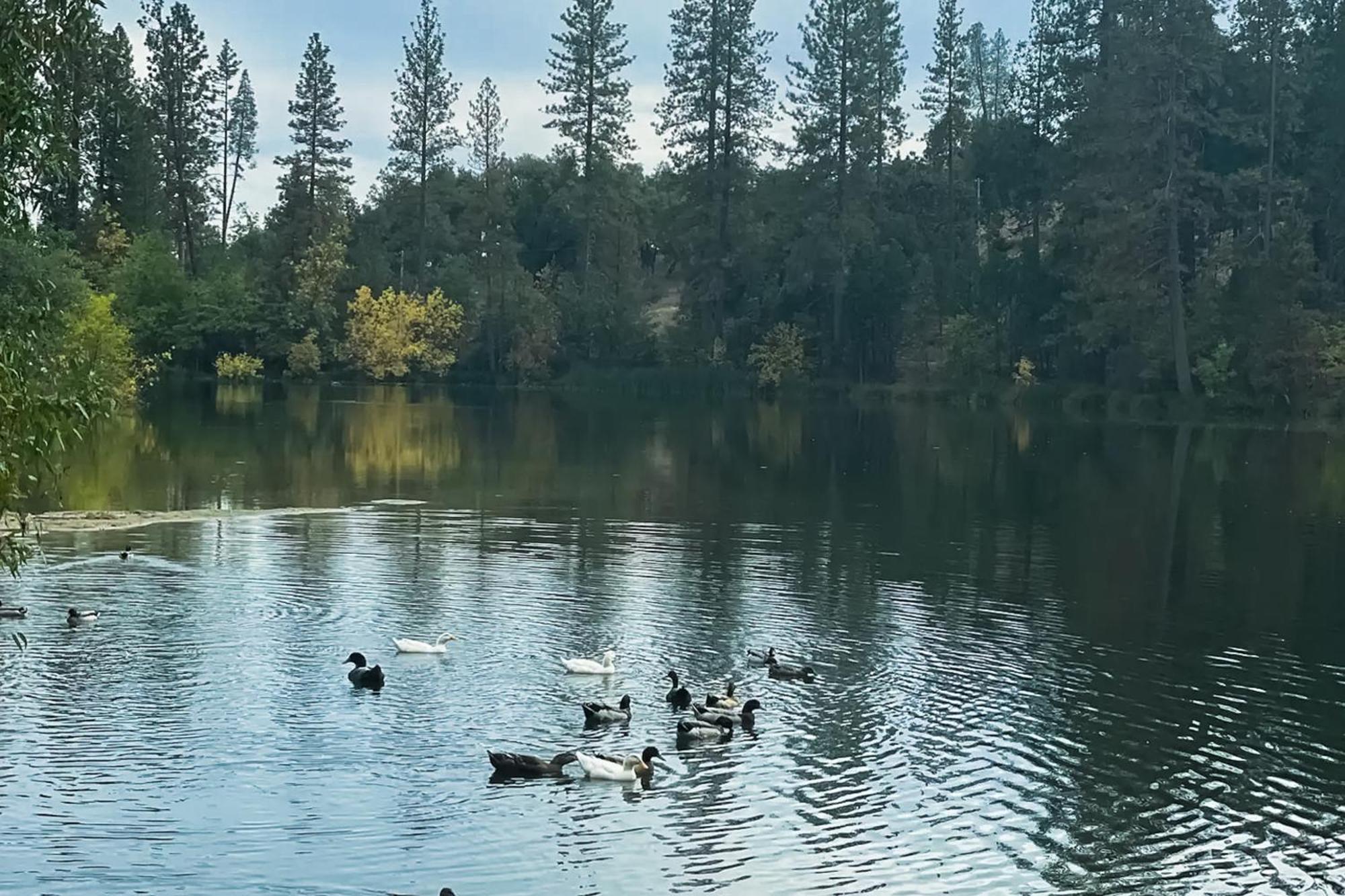 فيلا Honea Bee Hideout Bass Lake Annex المظهر الخارجي الصورة